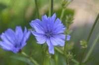 chicory-5414279_1280