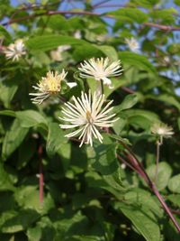 clematis-1586994_1280